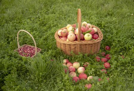 Basket of apples stands on the bright green grass.Apples scattered around. There is a small basket with cranberries next to it.の写真素材