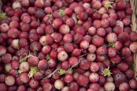Cranberry background.Unripe cranberries close-up with patches of green moss.の写真素材
