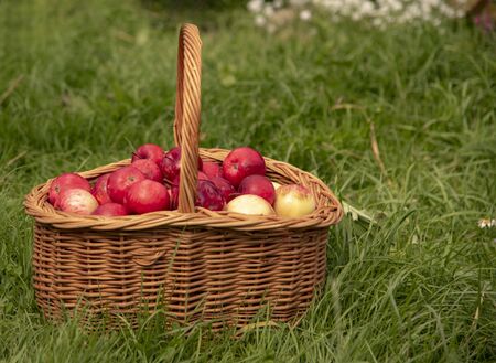 Organic Apples in a Basket outdoor. Orchard. Autumn Garden. Harvest season concept. Harvesting. Picking red apples in summer orchard.の写真素材