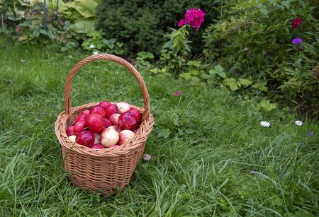 Organic Apples in a Basket outdoor. Orchard. Autumn Garden. Harvest season concept. Harvesting. Picking red apples in summer orchard.の写真素材