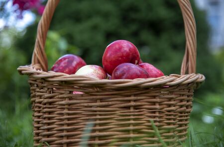 Organic Apples in a Basket outdoor. Orchard. Autumn Garden. Harvest season concept. Harvesting. Picking red apples in summer orchard.の写真素材