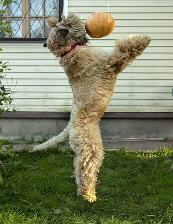 Irish wheat soft-coated Terrier trying to knock down a Halloween pumpkinの写真素材