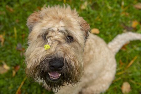 Irish wheaten soft-coated Terrier looks at the camera and smiles. Dog sits on the lawn, on which are scattered autumn leaves.の写真素材