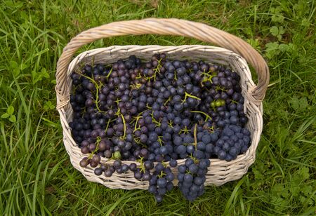 A wicker basket full of black grapes on a green lawn. Top view.の写真素材