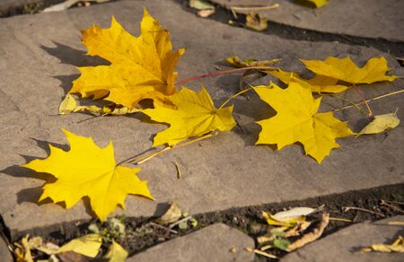 Maple yellow autumn leaves on a broken tile under the rays of the sun.の写真素材