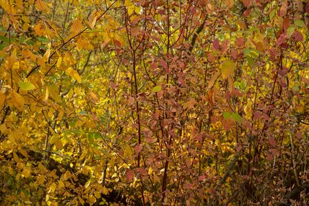 Bright abstract autumn background.Branches of shrubs with colorful leaves.の写真素材