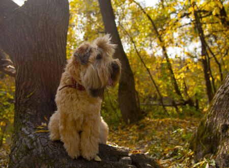 The Irish wheaten soft-coated Terrier sits on a thick curved tree trunk in the autumn forest.の写真素材