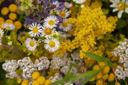 Bright background of colorful autumn wildflowers and green leaves.の写真素材
