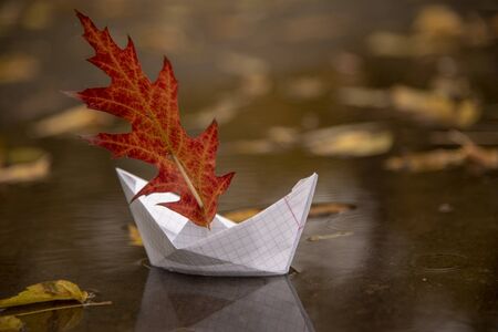 A paper boat floats in a puddle, an oak red leaf instead of a sail, around the fallen autumn leaves lie.の写真素材