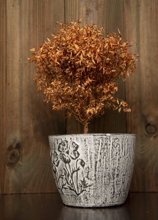 Dead tree, Myrtle, in a ceramic pot on a wooden background.の写真素材