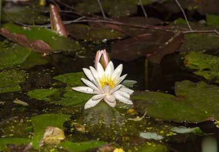 White water Lily flower on a background of green leaves on dark water.の写真素材