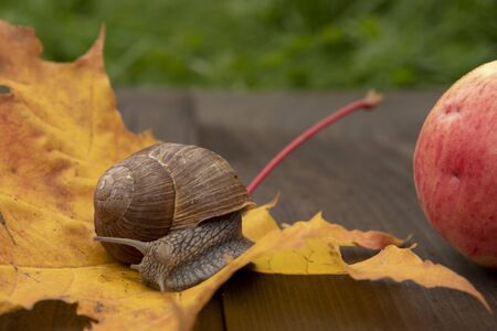 Photo from the series: one day in the life of snails. A snail sits on an autumn leaf.Next is an Apple.の写真素材