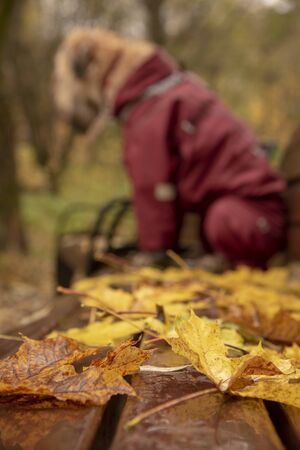 In the foreground in focus maple leaves on a wooden bench.の写真素材