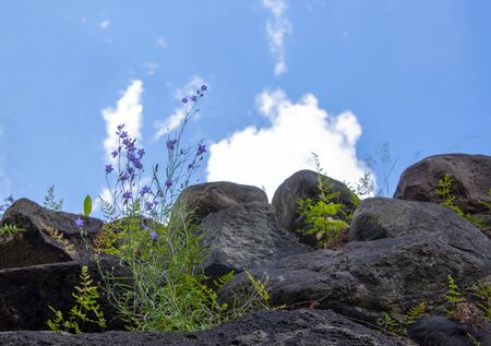 A purple field bell grows on rocks against a blue cloudy sky.の写真素材