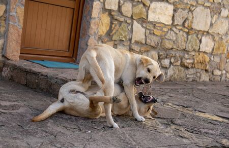 Two dogs Labrador play have homes on path, bite, growl, attack each other.