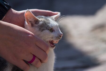 Human hands stroking a small kitten on the head.The kid opens his mouth and hisses.
