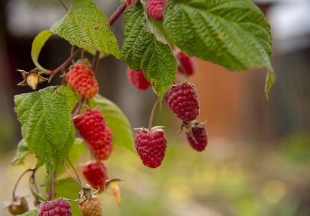 A branch strewn with red raspberries on a blurred background.