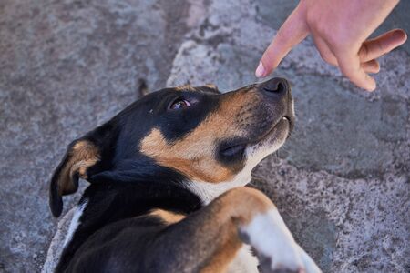 A mongrel Dog lies on the sidewalk and stares fearfully at a human hand pointing at it.の写真素材