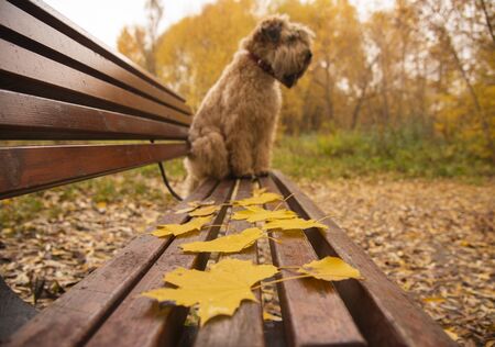 In the background, a specially blurred, unfocused dog sits on a bench.In focus autumn leaves lying on boutiqueの写真素材