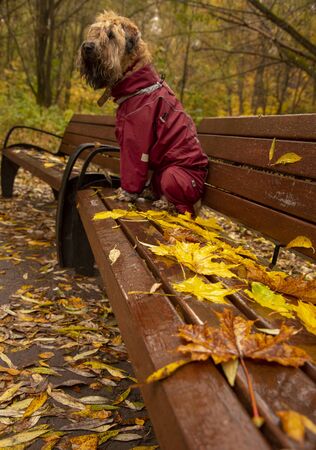 Wet Irish wheat soft-haired Terrier in waterproof overalls sitting on a bench in the Park. On the bench are autumn leaves.の写真素材