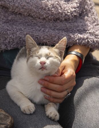 A Cat, eyes closed, sits on the lap of a woman whose arm is around her. The woman's face is not visible.の写真素材