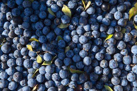 Background of Blackthorn or Thorn, or prickly Plum. Blue-purple berries interspersed with leaves irregularly illuminated by sunlight.の写真素材