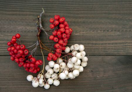 white and red Rowan branch on a dark wooden background.の写真素材