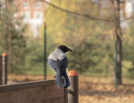 Cheeky curious crow sits on the dog Playground.の写真素材