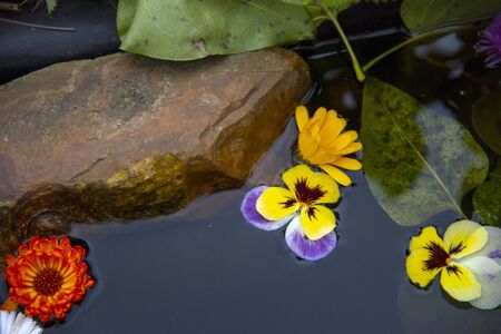 Bright flowers float in the dark water among the stones along with fallen leaves.