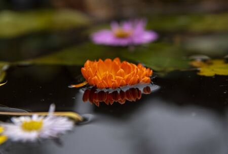 Beautiful natural background. Bright flowers on dark autumn water, next to fallen leaves.の写真素材