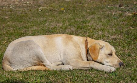 Pale yellow Labrador is sleeping on the green lawn.