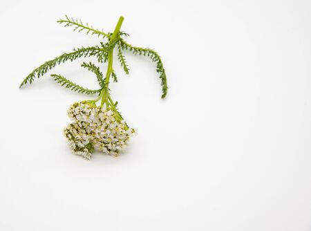 One sprig of fresh yarrow on a light background.Medicinal herb. Free space.Minimalism.の写真素材
