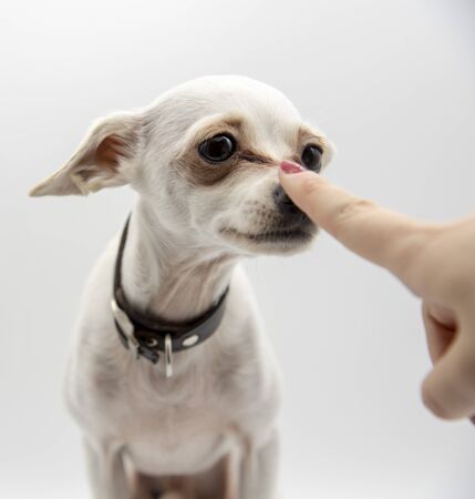 A small white dog, a Russian toy Terrier, and the index finger of a woman's hand at the dog's nose.の写真素材