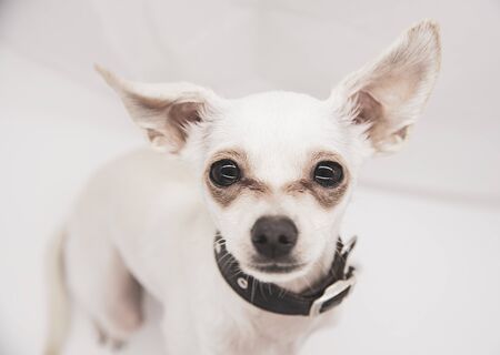 A white Russian toy Terrier with huge eyes stares intently at the camera.の写真素材