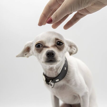 A small white puppy in a black collar and a woman's hand on a light background.の写真素材