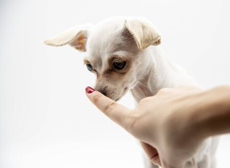 A small white dog, a Russian toy Terrier, and the index finger of a woman's hand at the dog's nose.の写真素材