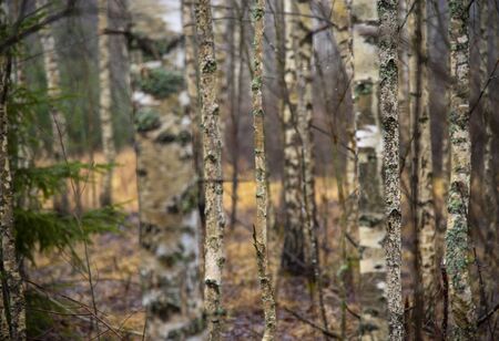 Birch trunks in the late autumn forest.Selective focus.の写真素材