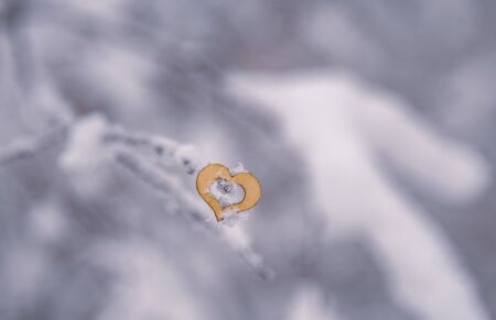 One wooden heart hanging on a snow-covered tree branch on a blurred background. The Symbol Of Valentine's Day.の写真素材