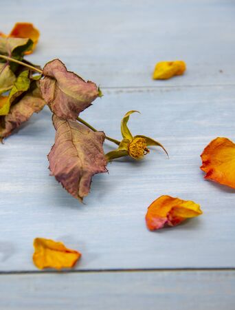 Dry rose stalk and petals scattered around on a blue wooden background.の写真素材