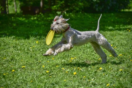 A dog, a wheat Terrier, runs through a spring bright green glade with the disk in its teeth.