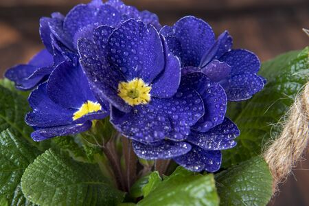 Full frame of a bright blue primrose with a yellow center and water droplets on the petals framed by green foliage.の写真素材