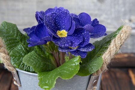 A bright blue primrose with dew drops on its petals in a retro metal bucket with rope handles against a gray wall. Spring flower background.の写真素材