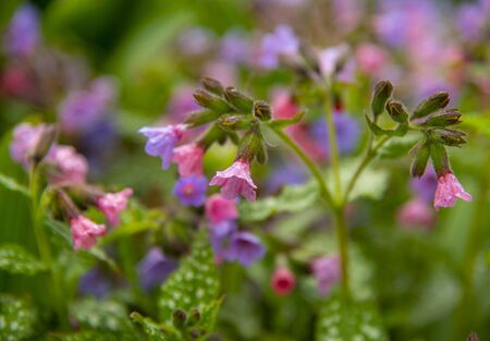 Full frame of bright colors of pulmonaria as a backdrop. Background of delicate spring flowers. Copy...
