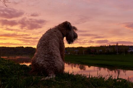 Silhouette of a dog, an Irish wheat soft-coated Terrier, against the background of a bright sunset. The dog is sitting on a hill above the river.の写真素材
