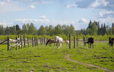 A herd of horses on the green grass. Horses, illuminated by the sun, enter the farm gate.