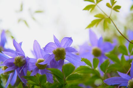 Clematis macropetala Blue Bird.Soft selective focus. Post card.の写真素材