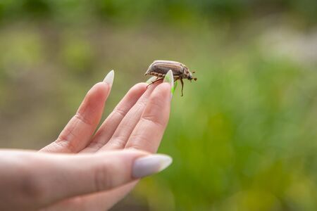 cockchafer on a female finger, soft green background. may beetle melolontha melolontha. Insect life, spring background, copy space for text.の写真素材