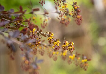 Blurred floral background, soft selective focus. A branch of the flowering European barberry . Copy space for text, design.の写真素材