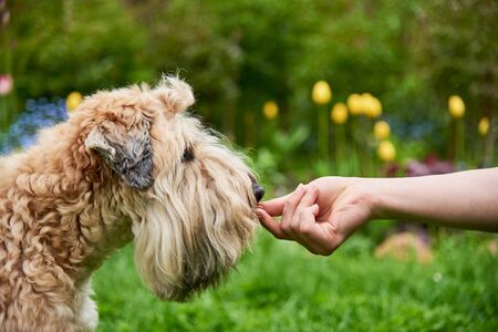 Photo of a dog, an Irish wheat soft-coated Terrier, receiving a reward for completing a command.の写真素材
