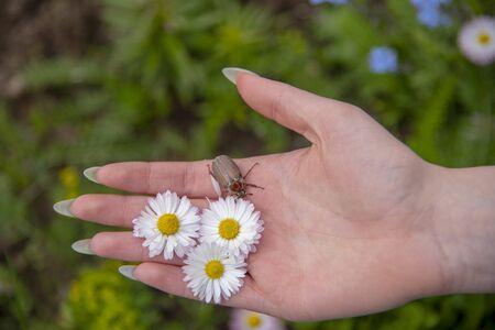 The hand of a young girl with long nails, daisies and a may bug on a blurred natural background.